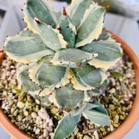 パイナップル,アガベ,アガベ 兜蟹,子株,バルコニストの画像