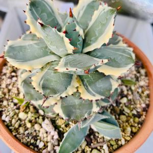 パイナップル,アガベ,アガベ 兜蟹,子株,バルコニストの画像