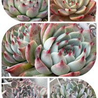 乙女心,アガベ　笹の雪,フラミンゴ,ピンクザラゴーサ,チワワエンシス ルビーブラッシュの画像