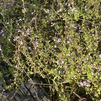 カラミンサ,カラミンサ,カラミンサ,カラミンサ,カラミンサ・ネペタの画像