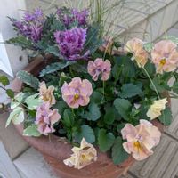 ビオラ,寄せ植え,ガーデニング,玄関アプローチ,庭の画像