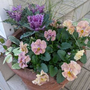 ビオラ,寄せ植え,ガーデニング,玄関アプローチ,庭の画像