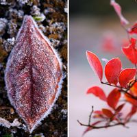 ブルーベリー,広い庭の画像