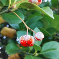 マサキ,マサキ,常緑小高木,ニシキギ科,ウオーキング中の画像