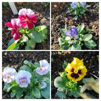 アネモネ,アリッサム,チェイランサス,パンジー・ビオラ,葉ボタンの画像