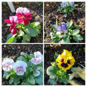 アネモネ,アリッサム,チェイランサス,パンジー・ビオラ,葉ボタンの画像
