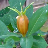 クチナシ,クチナシの実,GSに感謝。,植物観察,植物散策の画像