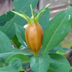 クチナシ,クチナシの実,GSに感謝。,植物観察,植物散策の画像