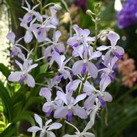 温室,京都府立植物園,洋ラン,ビューティフルサンデーの画像