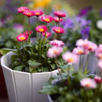 デージー,デージー,鉢植え,庭の画像