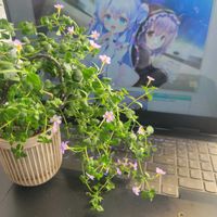 ステラ,ステラの画像