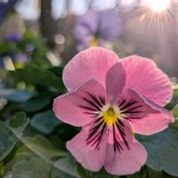 ルリマツリ,ビオラ,ビオラ 天使の誘惑,ビオラ 気まぐれロージー,野鳥（ヤマガラ）の画像