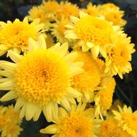 ビデンス,キク,バラ,スプレーマム,スプレー菊の画像