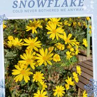 ユリオプスデージー,ユリオプス デージー,可愛い〜♡,キュンキュン乙女倶楽部,幸せの黄色いお花の画像