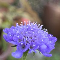 スカビオサ,マツムシソウ,しべ好き,花友さんに感謝♡,愛しの紫の画像