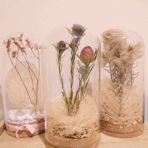 リューカデンドロン,ドライフラワー,ネイティブフラワー,北海道,初冬の画像