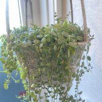 ペペロミア,ペペロミア  タートル,トイレ・洗面所の画像