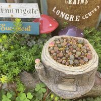 リトープス,多肉寄せ植え,もりもり多肉,多肉ガーデン,リメ缶・リメ鉢の画像