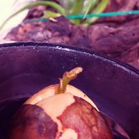 アボカド,実生,植物のある暮らし,植中毒,リビング・ダイニングの画像