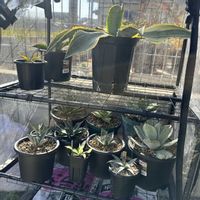 アガベ,アガベ　笹の雪,リップルエフェクト,ドライガーデン,パラサナ ファイヤーボールの画像