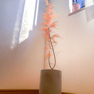 ギョリュウ ロゼア,御柳（ギョリュウ）,ギョリュウロゼア,タマリスク,ギョリュウ　ピンクカスケードの画像