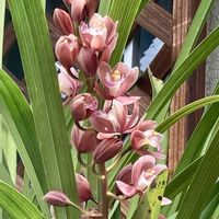 シンビジウム,ルリマツリ,ヒイラギの花,菊（丁子咲き）,花と緑のある暮らしの画像