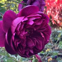 ダリア,バラ,アメジストセージ,港の見える丘公園の画像