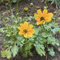 ビデンス,ビデンス,ビデンスシャインボール,ビデンスシャインボール,ガーデニング初心者の画像