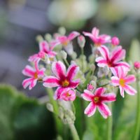 サクラソウ,プリムラ マラコイデス,グリーンプラザ山長の画像