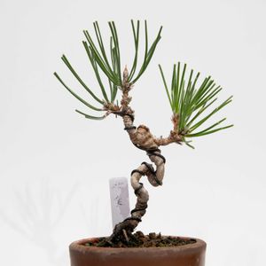 黒松,盆栽の画像