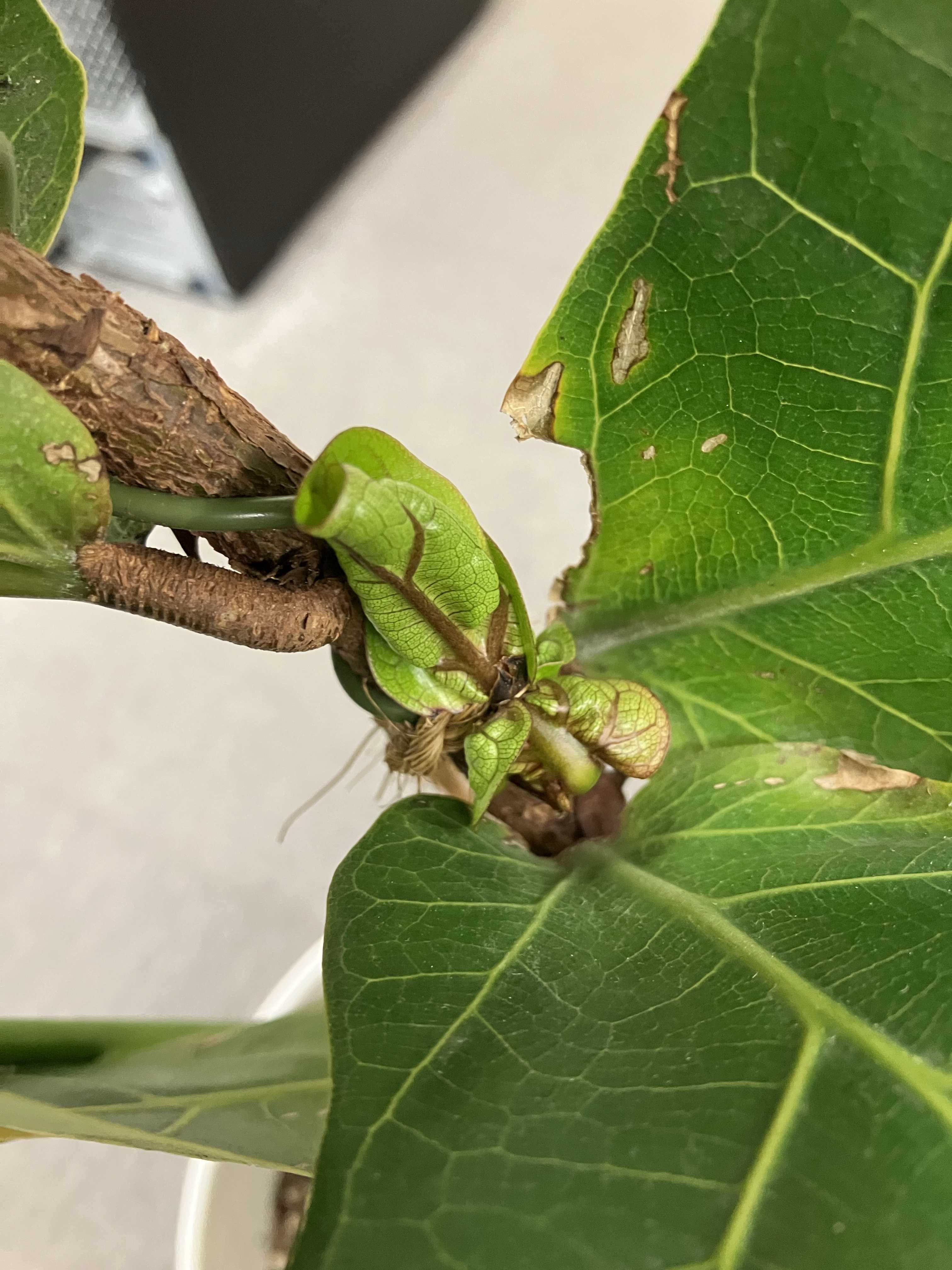 ダイソー柏葉ゴムの木｜🍀GreenSnap（グリーンスナップ）