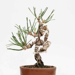 黒松,盆栽の画像