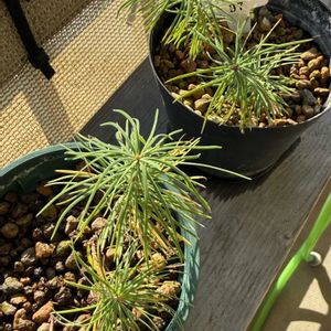 唐松,盆栽,テラス,ベランダの画像