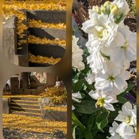 サザンカ,ストック,トレニア,ムギワラギク,イチョウの画像