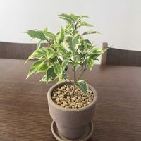 ベンジャミン,ベンジャミン,観葉植物の画像