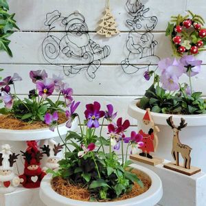 ビオラ しんしん,ビオラ バニーイヤーズ,よく咲くスミレ ライチ,アケビバナナ（別名ピンクのバナナ）,アケビバナナ（別名ピンクのバナナ）の画像