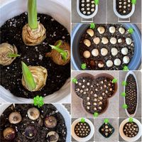 ハナニラ,チオノドクサ,チューリップ,プスキニア,ミニアイリスの画像