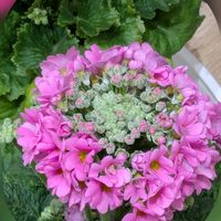 サクラソウ,ビバーナム,ナデシコ,パンダスミレ,セイヨウヒイラギの画像