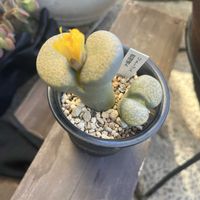 リトープス,リトープス,玄関アプローチ,庭の画像