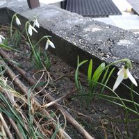 スノードロップの画像