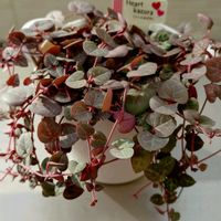 ハートカズラ,ハートカズラ,多肉植物,小さな花壇,love&peaceの画像