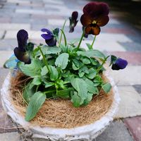 ワイヤープランツ,斑入りワイヤープランツ,ポリゴナム（ヒメツルソバ）,ポリゴナム バリエガータ,斑入りセリ   フラミンゴの画像