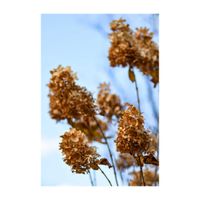 ピラミッドアジサイ,ノリウツギ,落葉低木,アジサイ科,枯れた花の画像