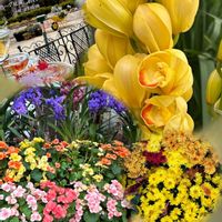 キク,シンビジウム,紅葉, 富士山,ベコニアの画像