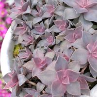 初恋,初恋綴化,オキザリス 初恋,多肉植物,可愛いの画像