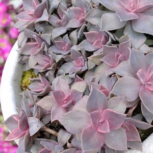 初恋,初恋綴化,オキザリス 初恋,多肉植物,可愛いの画像