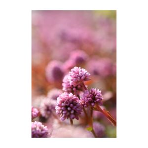 ポリゴナム（ヒメツルソバ）,コンペイトウ,グランドカバー,ピンクの花,常緑多年草の画像