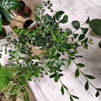 シルクジャスミン,コーヒーの木,アスパラガス,胡蝶蘭（こちょうらん）,ダイソーの画像