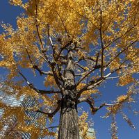 ルリマツリ,イチョウ,新宿中央公園の画像