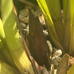 シンビジウム,花芽,今日のお花,ベランダの画像